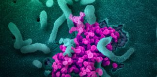 Coronavirus: Italia terzo Paese al mondo per numero di casi. Scattata a mezzanotte in Liguria l’ordinanza per contenere i contagi coronavirus covid-19