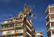 San Bartolomeo al Mare: intervento specifico, contro il punteruolo rosso, sulle palme della passeggiata a mare