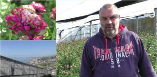 Coronavirus, settore floricolo in ginocchio. Il produttore Stefano Carissimi: “Stagione già compromessa al 50%, perso oltre un milione di fiori soltanto nella mia azienda”