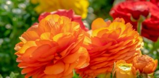 Emergenza coronavirus, Coldiretti Liguria: “Grande preoccupazione dei floricoltori” ranuncolo