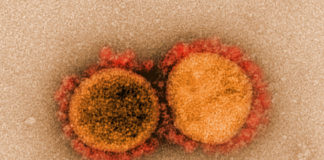 Covid: 983 nuovi casi positivi in Liguria, 2 decessi coronavirus covid-19