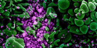 Coronavirus, ancora in aumento i casi in Liguria: in Asl1 46 ospedalizzati, 8 in terapia intensiva coronavirus covid-19