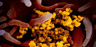 Coronavirus: altri quattro decessi nell’Asl 1 imperiese coronavirus covid-19