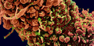1.102 nuovi casi di Covid in Liguria, 170 in Asl1. 33 decessi nel bollettino odierno coronavirus covid-19