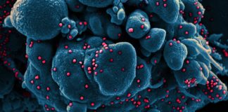 Coronavirus: 287 nuovi casi in Liguria, 30 decessi nel bollettino di oggi coronavirus covid-19
