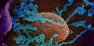 Covid: 700 nuovi casi positivi in Liguria, aumentano ancora gli ospedalizzati. 4 decessi coronavirus covid-19