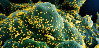 Covid: un decesso e 58 nuovi positivi in Liguria coronavirus covid-19