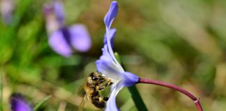 Coronavirus, con il lockdown la natura si riprende i suoi spazi