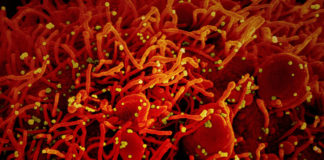 Covid: 186 nuovi positivi in Liguria, un decesso a Sanremo coronavirus covid-19