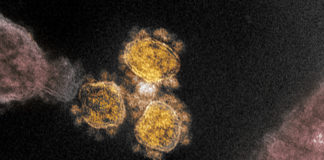 Coronavirus, 3.772 le persone positive in Liguria: oggi +41 rispetto a ieri coronavirus covid-19