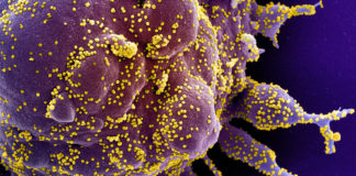 Coronavirus, fermata una coppia di coniugi in area servizio sull’A10 all’altezza di Santo Stefano al Mare: la donna era positiva e sotto osservazione. Denunciati coronavirus covid-19