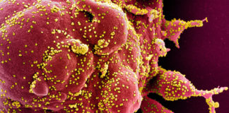 Coronavirus, salgono a 3309 le persone positive in Liguria. Ad oggi effettuati quasi 13mila test coronavirus covid-19