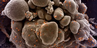 Coronavirus: calano i positivi in Liguria, segno meno anche per gli ospedalizzati coronavirus covid-19