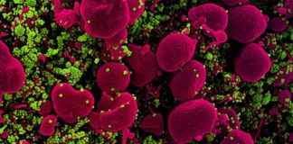 Covid: calano i positivi in Liguria, un decesso. Ricoveri in leggero aumento coronavirus covid-19