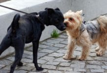 Imperia, il gruppo consigliare “Società Aperta – Imperia di tutti” presenta una mozione per il benessere degli animali cani