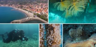 “Il mare di Diano Marina ti aspetta”: al via la nuova campagna del Comune in collaborazione con ‘InfoRmare’