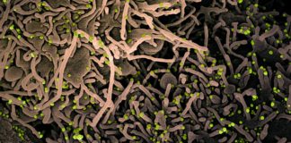 Covid: 10 nuovi positivi in Liguria, ancora in calo gli ospedalizzati coronavirus covid-19