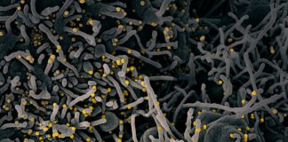 Covid: 95 nuovi casi positivi in provincia di Imperia, un decesso in Asl1 coronavirus covid-19