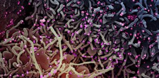Covid: 70 nuovi positivi in Liguria, 4 i decessi coronavirus covid-19