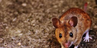 Bordighera: nuovi interventi di derattizzazione in corso nelle vie centrali topo