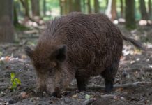 Ventimiglia dichiara guerra ai cinghiali: acquistate due gabbie per le catture cinghiale