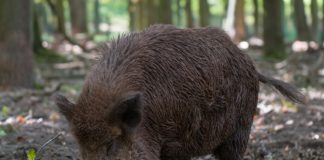 Danni da cinghiali, Cia Liguria lancia la petizione per cambiare la legge regionale cinghiale