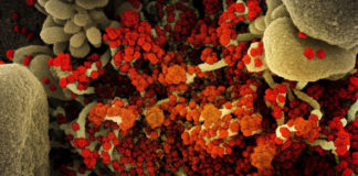 Covid: 63 nuovi positivi in Liguria, due decessi coronavirus covid-19