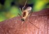 Sanremo, caso Dengue: stanotte interventi straordinari di disinfestazione zanzara