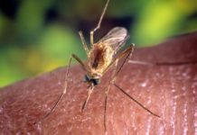 Sanremo, caso Dengue: stanotte interventi straordinari di disinfestazione zanzara