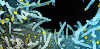 Coronavirus: 285 nuovi positivi in Liguria, 2 decessi coronavirus covid-19