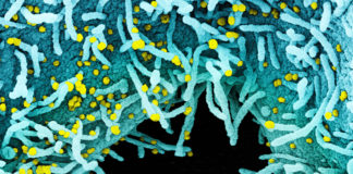 Covid: 506 nuovi casi positivi in Liguria, 21 in provincia di Imperia coronavirus covid-19