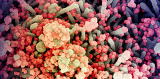 Covid: oltre 5.800 nuovi casi positivi in Liguria, 9 decessi coronavirus covid-19