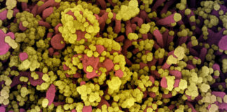 Covid: 20 nuovi positivi in Liguria, calano ancora gli ospedalizzati, 3 le vittime coronavirus covid-19