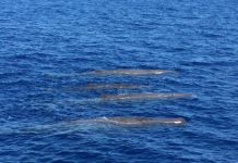 Cervo: avvistate per la prima volta due famiglie di capodogli, le straordinarie immagini