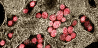 Coronavirus: 43 i nuovi casi nel Ponente ligure, 304 in Liguria coronavirus covid-19