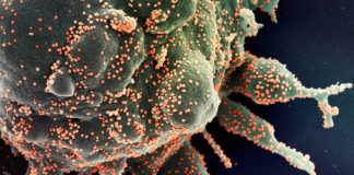 Covid: 417 nuovi positivi in Liguria, due i decessi Coronavirus COVID-19