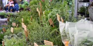 Diano Marina: Aromatica 2021 sarà il primo evento ecosostenibile certificato EcoEvents in Liguria