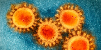 Covid: 7 decessi e 202 nuovi positivi in Liguria Coronavirus COVID-19