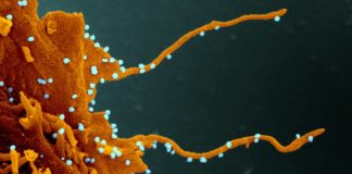 Coronavirus: 460 nuovi casi in Liguria, 77 in Asl1 coronavirus covid-19