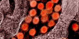 Coronavirus: 196 nuovi casi positivi in Liguria, 2 in Asl1 derivanti da attività di screening coronavirus covid-19