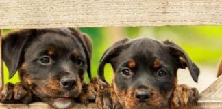 Bordighera, al via il 4 ottobre l’expo “Cani in Passerella” ai Giardini Lowe cani