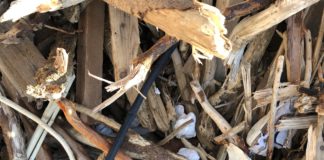 Pulizia delle spiagge, Civicamente Borighera: “I cumuli di legname non possono essere bruciati se non completamente ripuliti dai rifiuti”