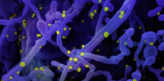 Coronavirus: 416 i nuovi positivi in Liguria su oltre 4mila 300 tamponi effettuati coronavirus covid-19