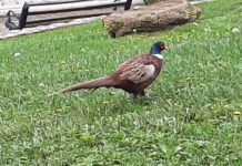 Un fagiano ospite dei giardini di Palazzo Bellevue. Le fotografie dello splendido esemplare davanti al Comune di Sanremo fagiano