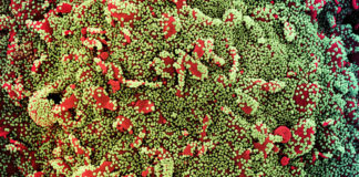 Covid: 12 decessi e 425 nuovi positivi in Liguria coronavirus covid-19