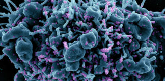 Coronavirus: 161 nuovi positivi in Liguria coronavirus covid-19