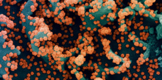 Covid: 87 nuovi positivi in Liguria, un decesso coronavirus covid-19