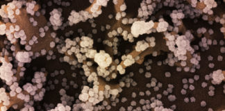 Coronavirus: 293 nuovi casi in Liguria, 773 dosi di vaccino effettuate coronavirus covid-19