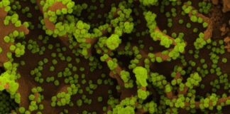 Covid: oltre 5.700 nuovi casi positivi in Liguria, 21 i decessi nel bollettino odierno coronavirus covid-19