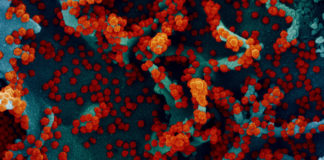 Covid: boom di positivi in Liguria, oltre 2.400 i nuovi casi. 5 i decessi. Calano gli ospedalizzati coronavirus covid-19